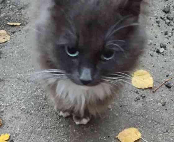 Стерилизованная кошечка бесплатно в добрые руки Макеевка