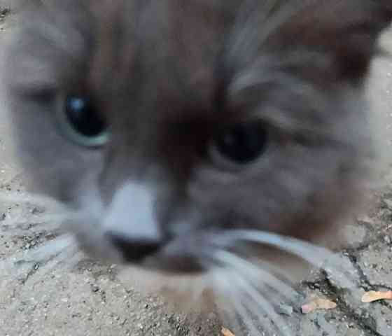 Стерилизованная кошечка бесплатно в добрые руки Макеевка