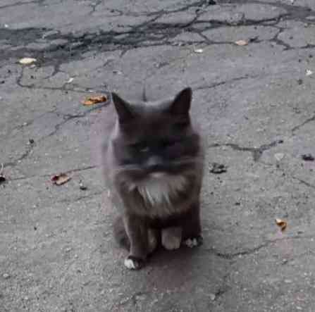 Стерилизованная кошечка бесплатно в добрые руки Макеевка