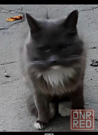 Стерилизованная кошечка бесплатно в добрые руки Макеевка - изображение 1