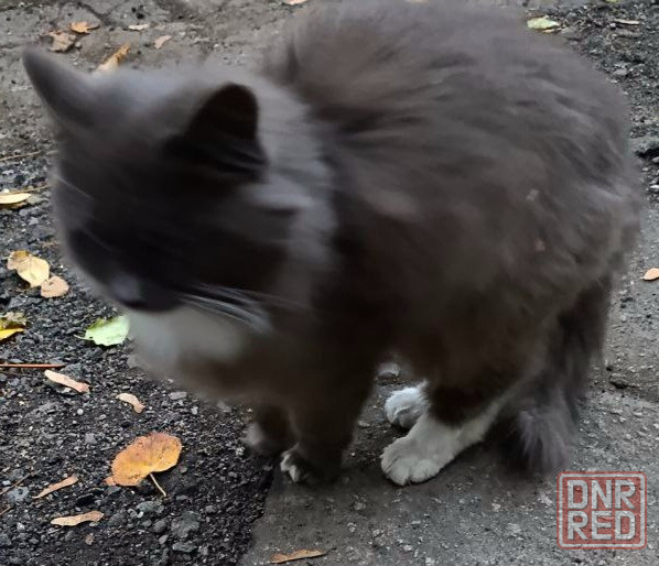 Стерилизованная кошечка бесплатно в добрые руки Макеевка - изображение 3