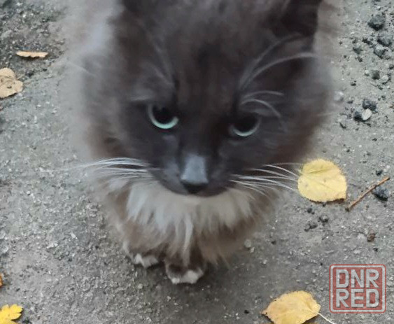 Стерилизованная кошечка бесплатно в добрые руки Макеевка - изображение 4