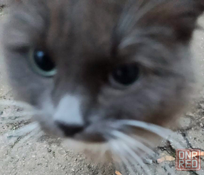 Стерилизованная кошечка бесплатно в добрые руки Макеевка - изображение 2