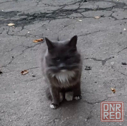 Стерилизованная кошечка бесплатно в добрые руки Макеевка - изображение 5