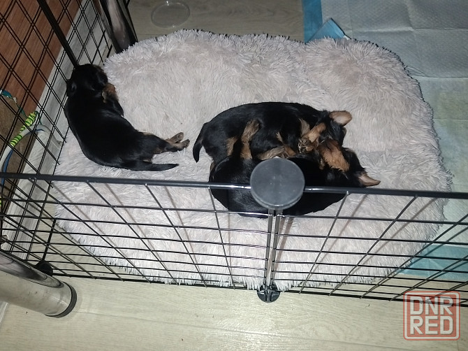 Йорики Донецк - изображение 1