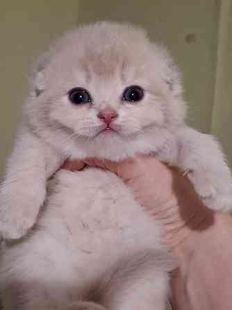 Готовится к резерву шотландские золотые шиншиллы. Зугрэс