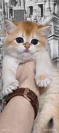 Готовится к резерву шотландские золотые шиншиллы. Зугрэс