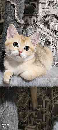 Готовится к резерву шотландские золотые шиншиллы. Зугрэс