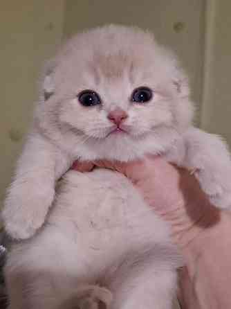 Готовится к резерву шотландские золотые шиншиллы. Зугрэс