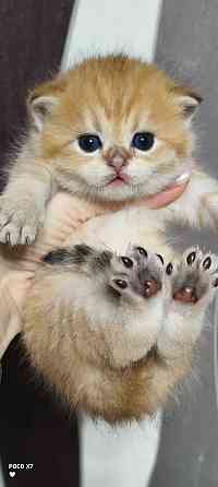 Готовится к резерву шотландские золотые шиншиллы. Зугрэс