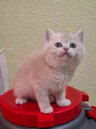 Готовится к резерву шотландские золотые шиншиллы. Зугрэс