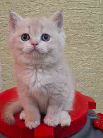 Готовится к резерву шотландские золотые шиншиллы. Зугрэс