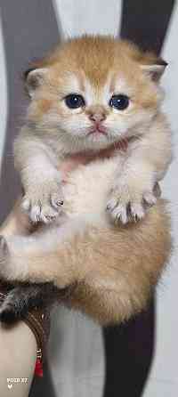 Готовится к резерву шотландские золотые шиншиллы. Зугрэс