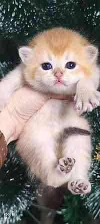 Готовится к резерву шотландские золотые шиншиллы. Зугрэс