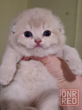 Готовится к резерву шотландские золотые шиншиллы. Зугрэс - изображение 4