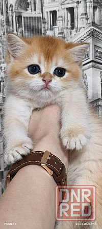 Готовится к резерву шотландские золотые шиншиллы. Зугрэс - изображение 6