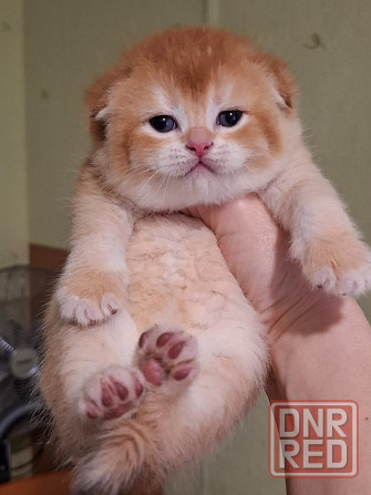 Готовится к резерву шотландские золотые шиншиллы. Зугрэс - изображение 7