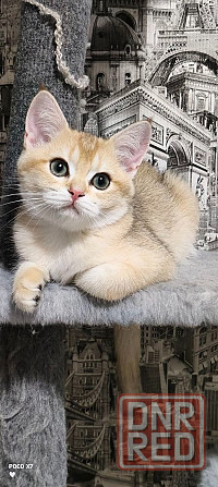 Готовится к резерву шотландские золотые шиншиллы. Зугрэс - изображение 5