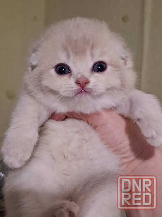 Готовится к резерву шотландские золотые шиншиллы. Зугрэс - изображение 1