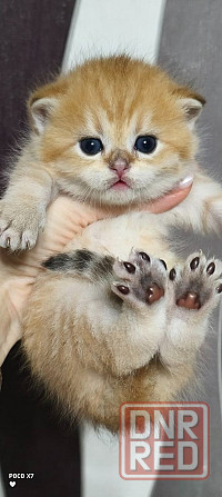 Готовится к резерву шотландские золотые шиншиллы. Зугрэс - изображение 2