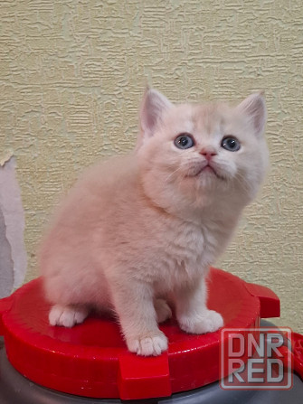 Готовится к резерву шотландские золотые шиншиллы. Зугрэс - изображение 3