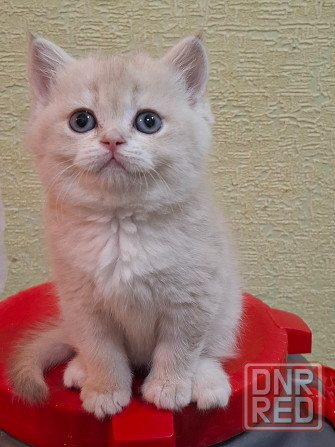 Готовится к резерву шотландские золотые шиншиллы. Зугрэс - изображение 2