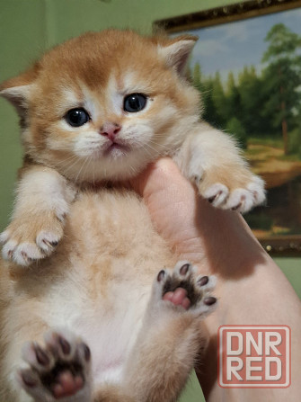 Готовится к резерву шотландские золотые шиншиллы. Зугрэс - изображение 8