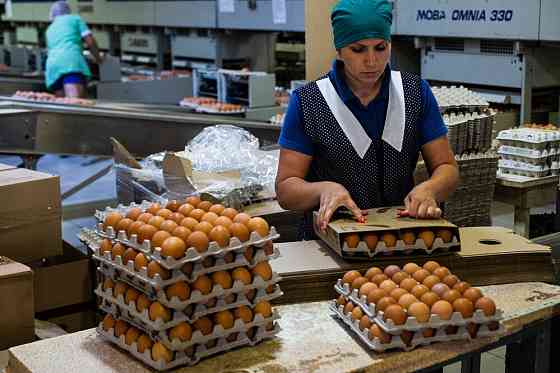 Заготовщицы яиц с ежедневной оплатой Донецк