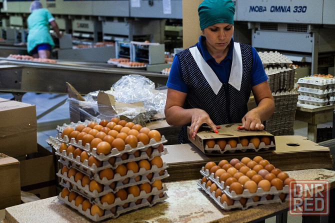 Заготовщицы яиц с ежедневной оплатой Донецк - изображение 1