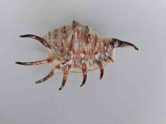 Ракушка в аквариум Донецк