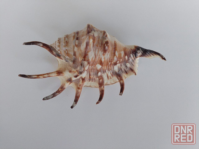 Ракушка в аквариум Донецк - изображение 1