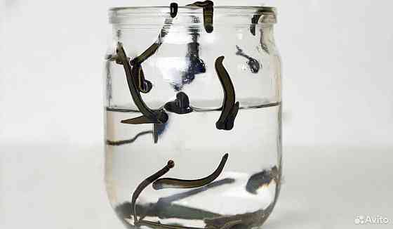 Продаются пиявки медицинские средние Макеевка