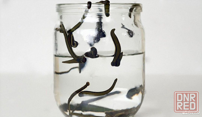 Продаются пиявки медицинские средние Макеевка - изображение 1