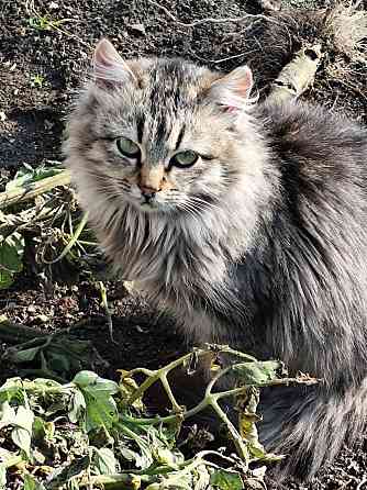 Котик Макеевка