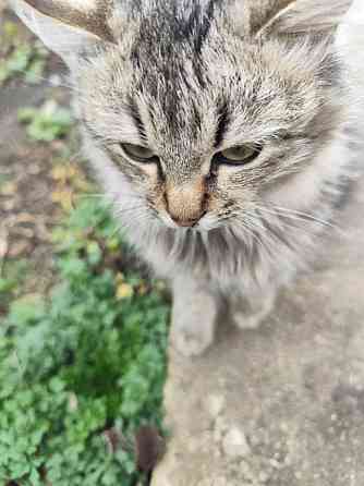 Котик Макеевка