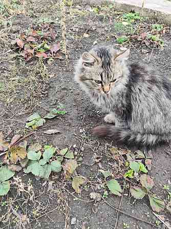 Котик Макеевка