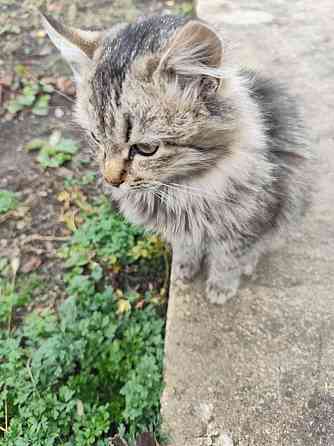 Котик Макеевка