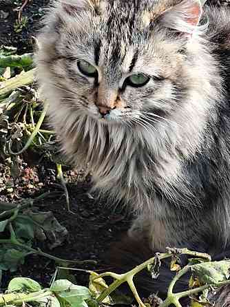 Котик Макеевка