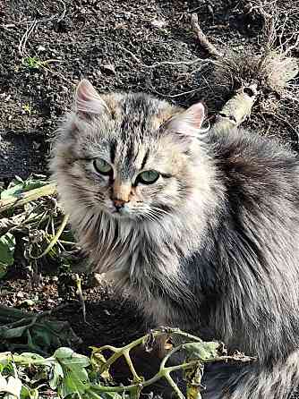 Котик Макеевка