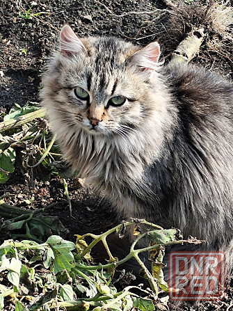 Котик Макеевка - изображение 5