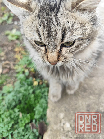 Котик Макеевка - изображение 4