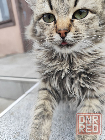 Котик Макеевка - изображение 7