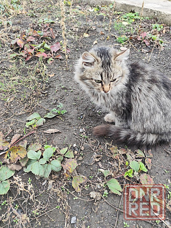 Котик Макеевка - изображение 3