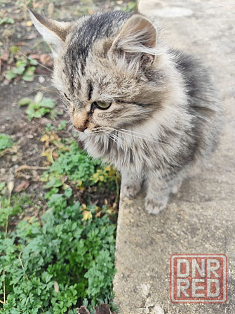 Котик Макеевка - изображение 2