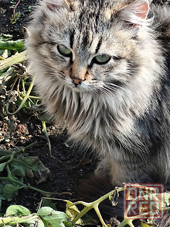 Котик Макеевка - изображение 1