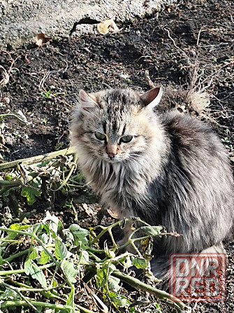 Котик Макеевка - изображение 8