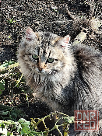 Котик Макеевка - изображение 6