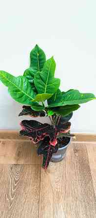 Кодиеум Макеевка