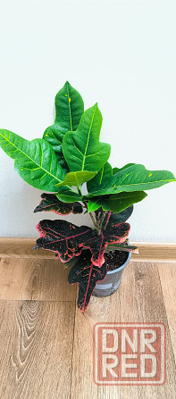 Кодиеум Макеевка - изображение 1