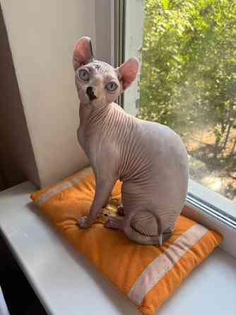 Вязка сфинкс-эльф Донецк